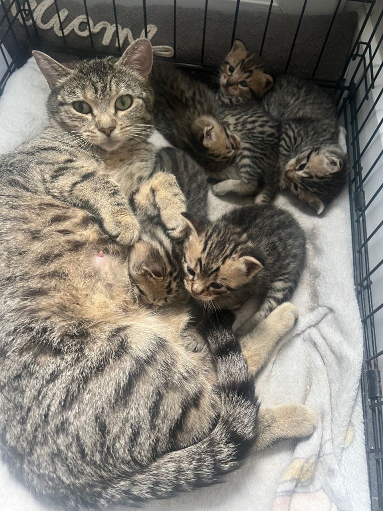 Kittens for sale 