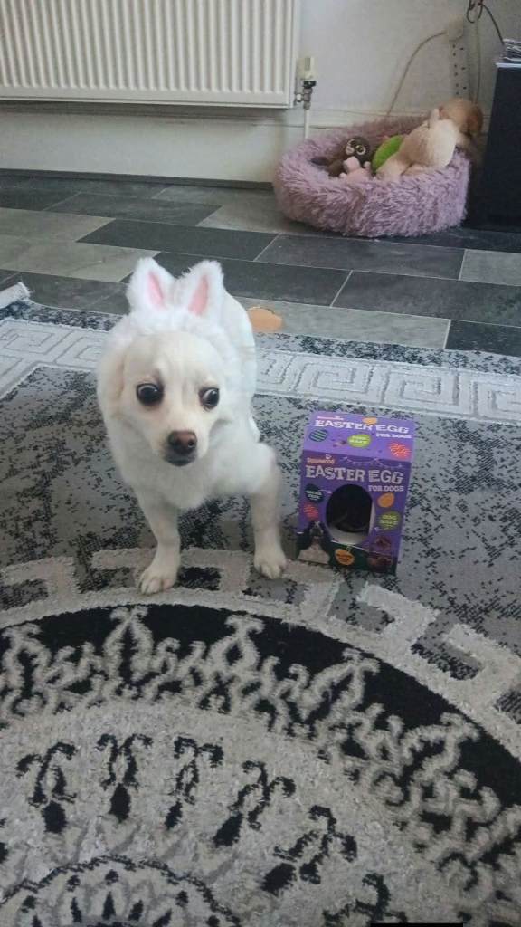 Maltese Dog