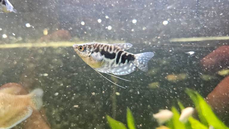 Opoline gourami Tropical fish 