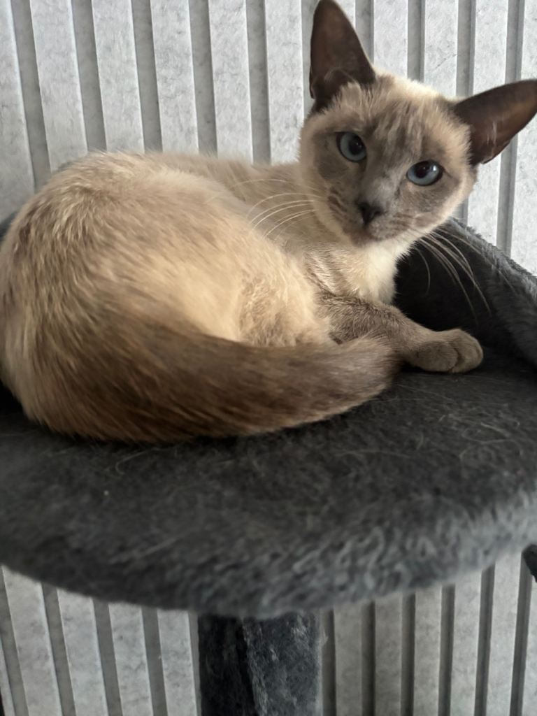 Ragamese cat