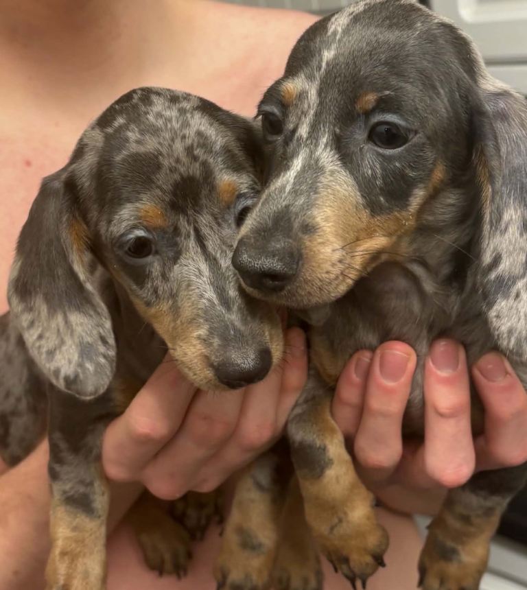 5 miniature dachshund puppies 