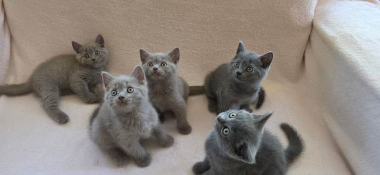 British blue kitten's 