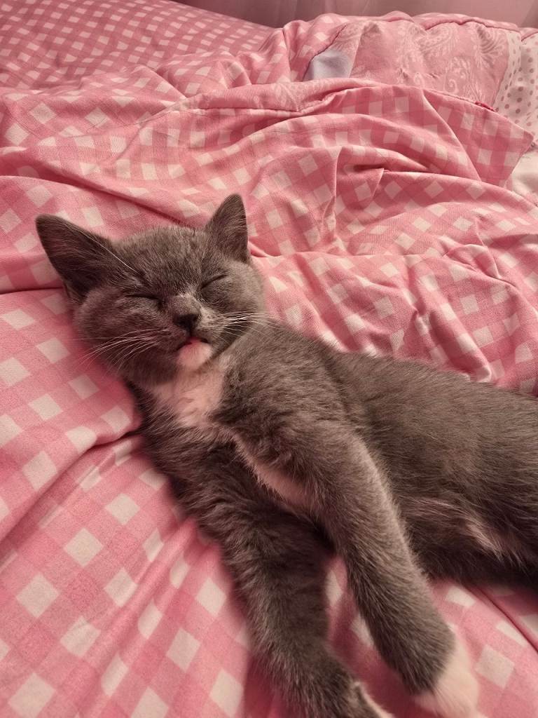 Female kitten for sale 