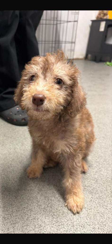 Bedlington terriers
