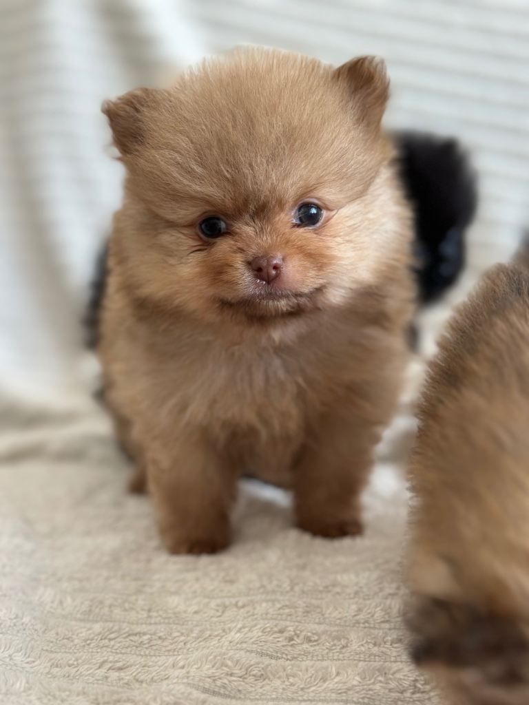 4 stunning KC Pomeranian puppies🐻 READY SOON🩵🩷