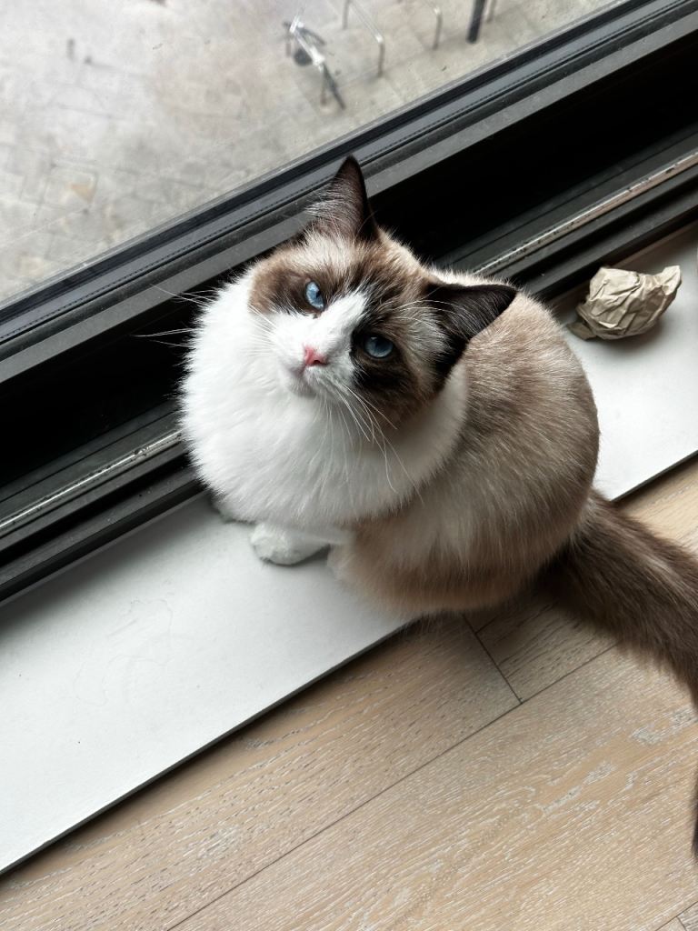 Male Ragdoll For Sale