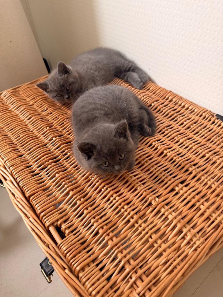 British Shorthair Kittens for Sale