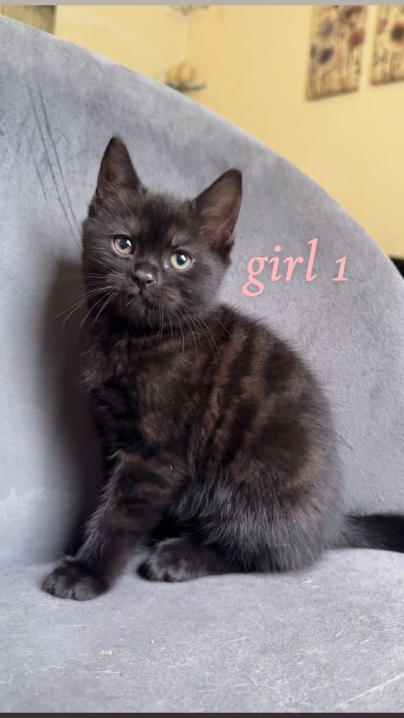 Beautiful kittens READY NOW