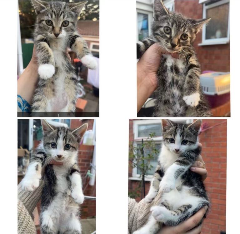 Amazing kittens