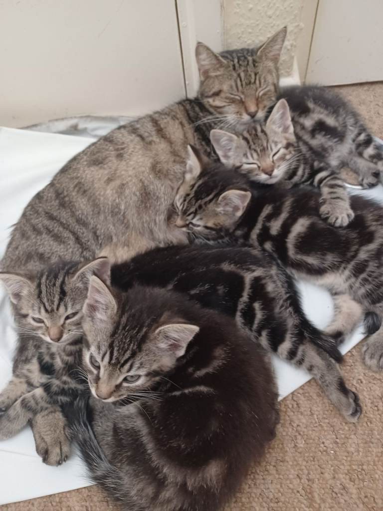 Gorgeous Toyger Tabbies for Sale 