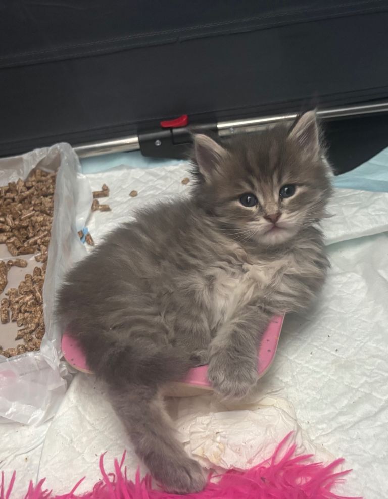 Maine Coon male