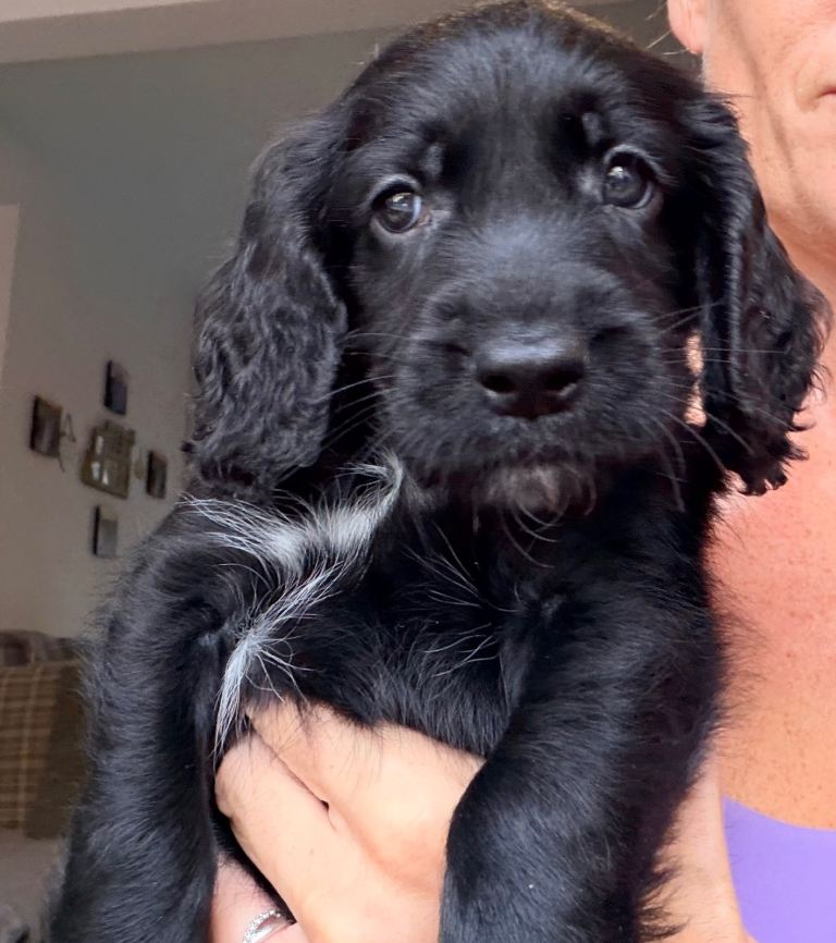 F1B cockapoo puppies **** 1 black and white male left*** ready to collect next w/end 