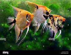 ANGELFISH - WANTED , MEDIUM TO LARGE 