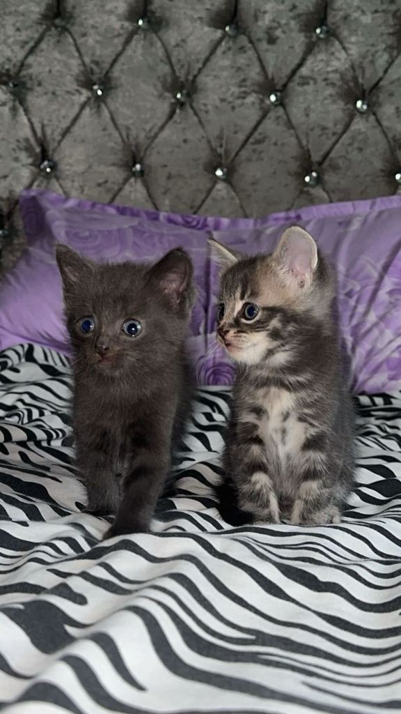 Kittens for sale 