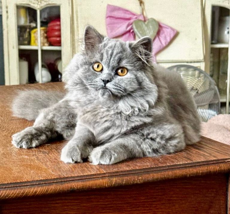 Beautiful British longhair blue girl 