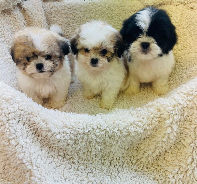 TeddyBear Shihchon Girl Puppies (Shih Tzu x Bichon Frise)