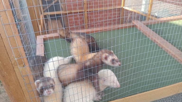 Ferret Kits For Sale - Ready Now