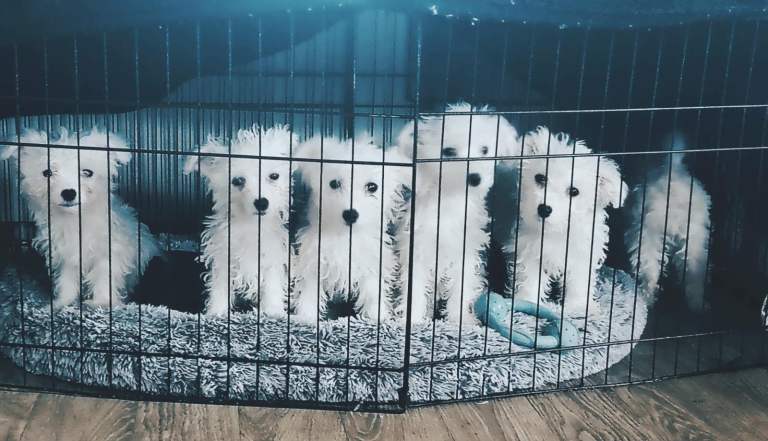 12 week old Bichon puppies 