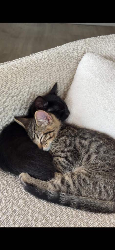 2 CATS for Sale together £150 per cat