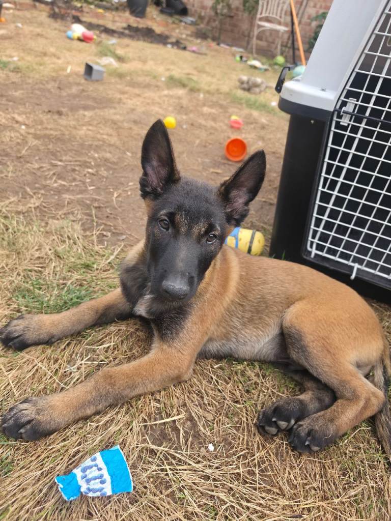 Beautiful Belgian Malinois puppies 10 weeks old