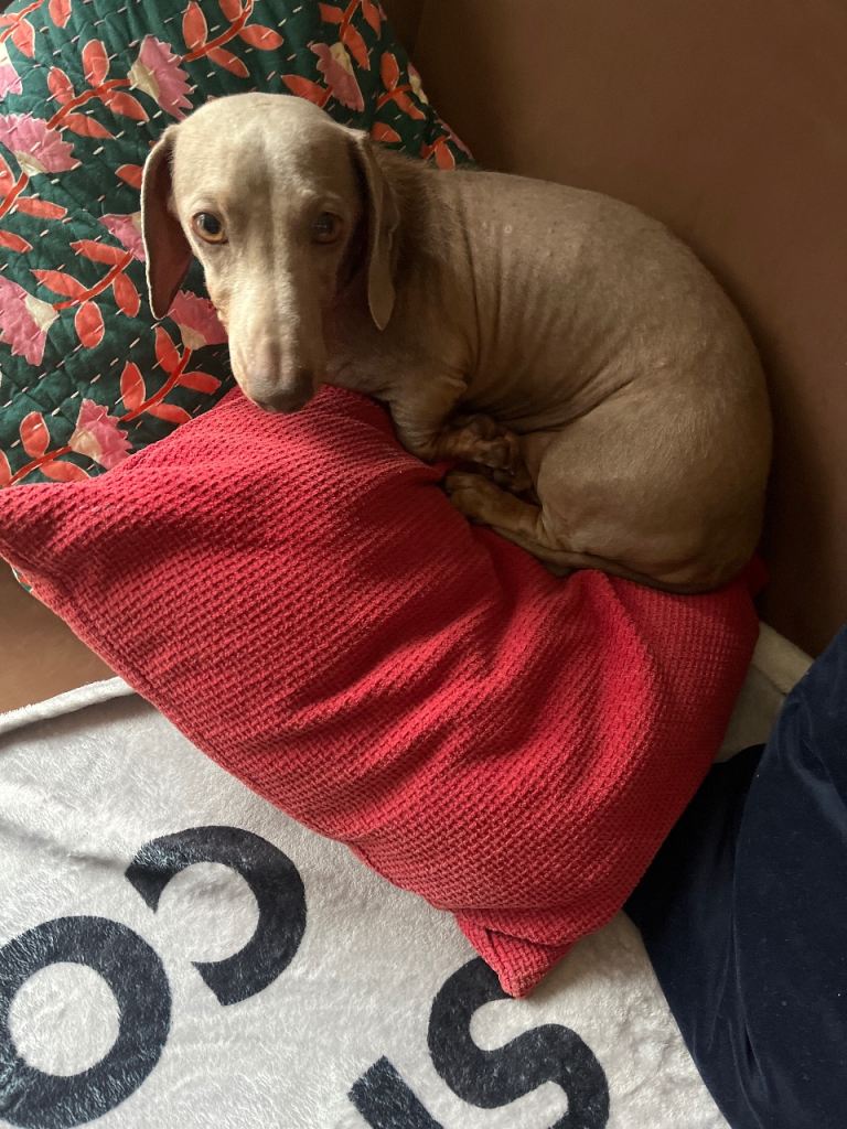 Beautiful daschand girl 3 years