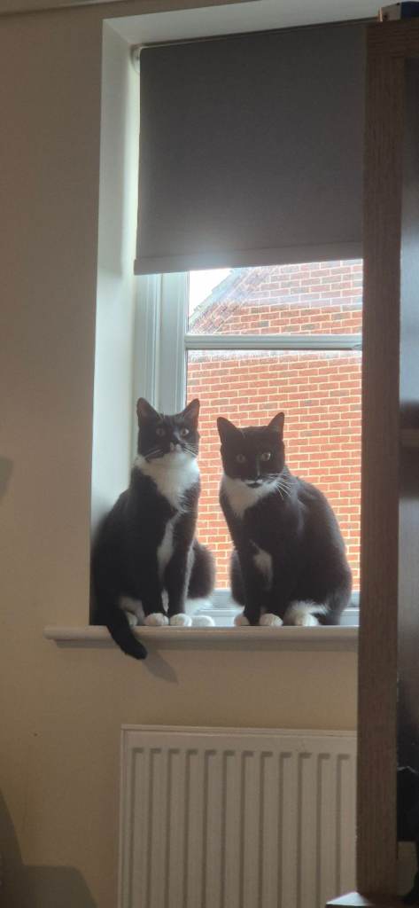 2 Male Black and White Tuxedo Cats