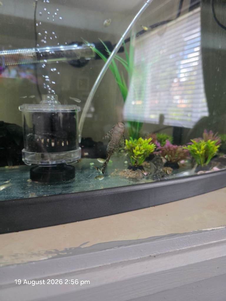 80+ guppys and 2ft tank