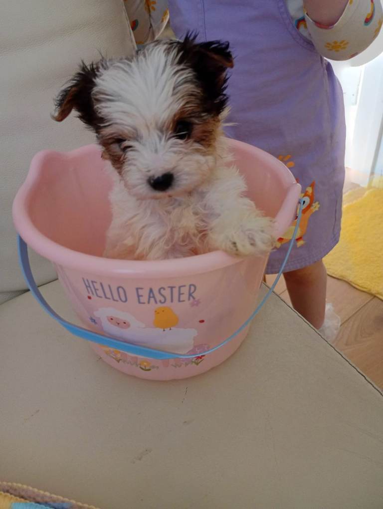 Yorkshire pups for sale