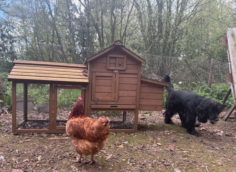 Small Chicken Coop