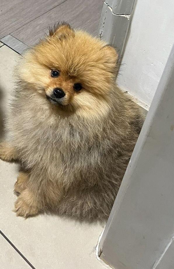 Fluffy Pomeranian 1 boy