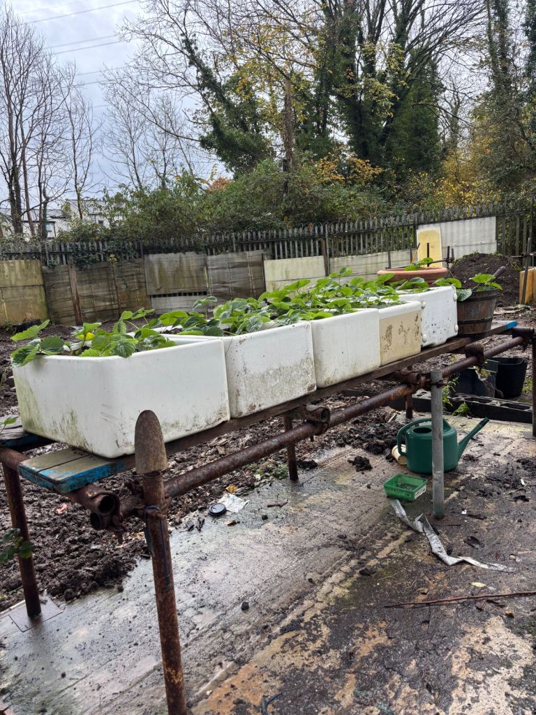 Belfast sinks 4 - £100