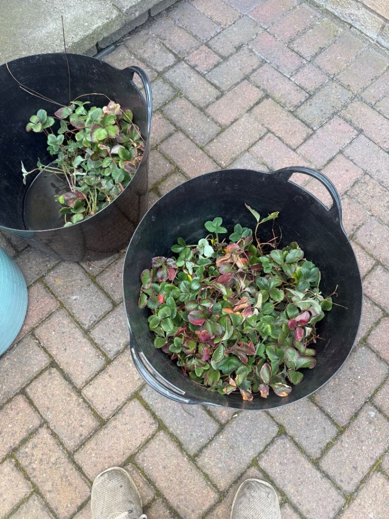 Strawberry Runner Plants