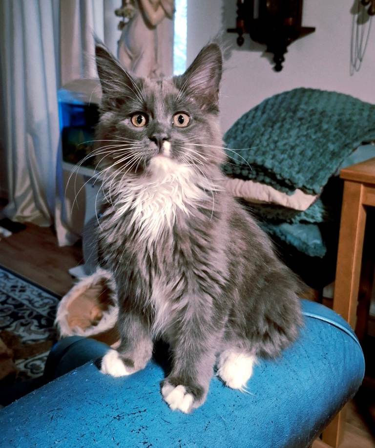 🌸 Stunning Maine Coon Girl – Ready for Her Forever Home 🌸