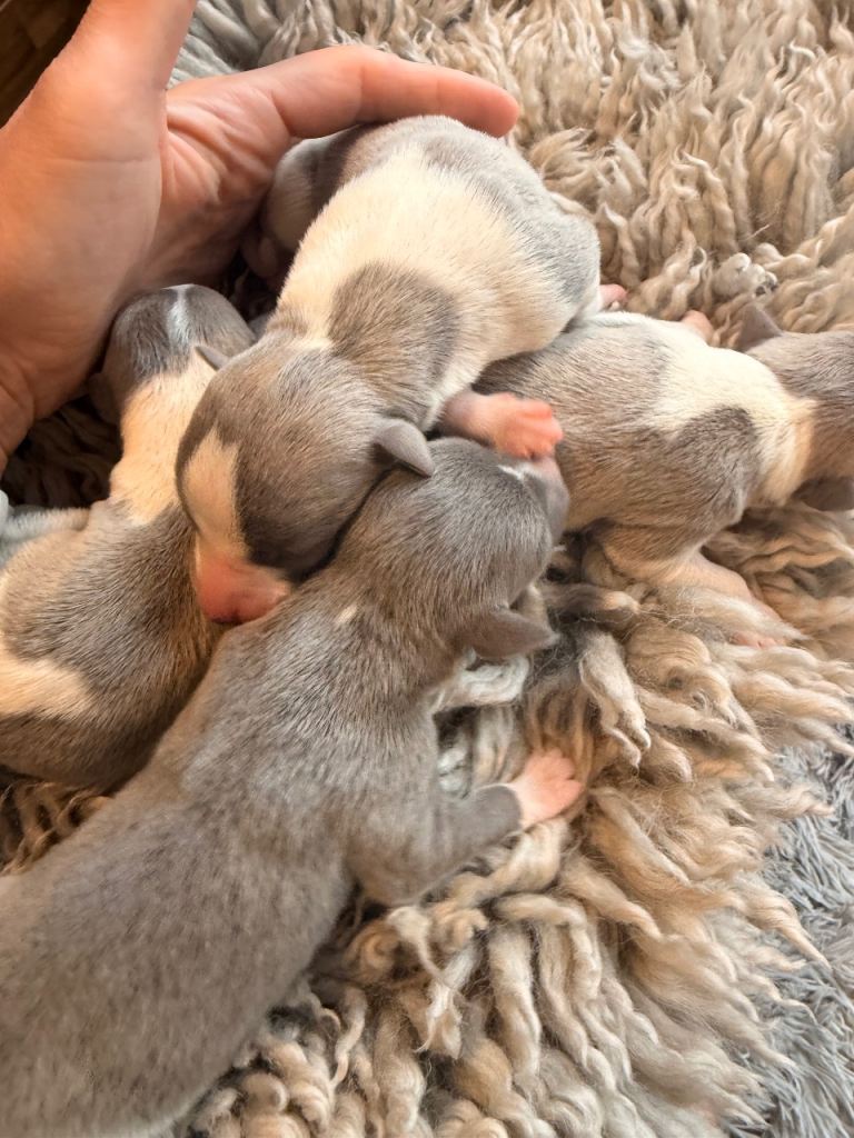 WHIPPET PUPPIES KENNEL CLUB READY 15th DECEMBER 