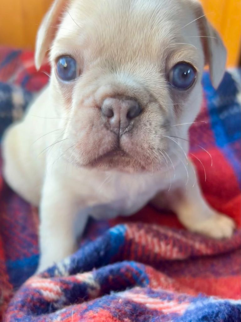 Last little girl needs a home