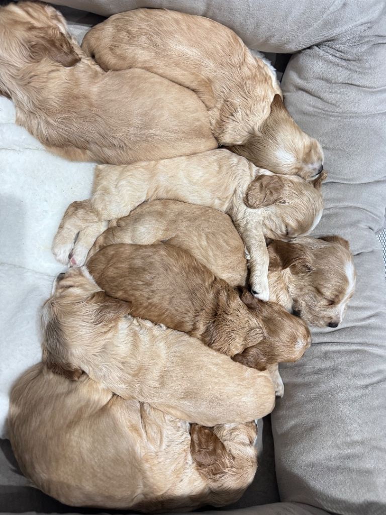 Cocker spaniel puppies for sale 