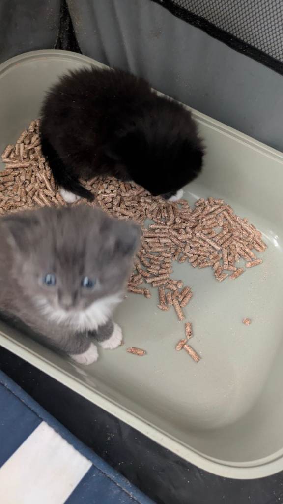 Kittens looking for a new home