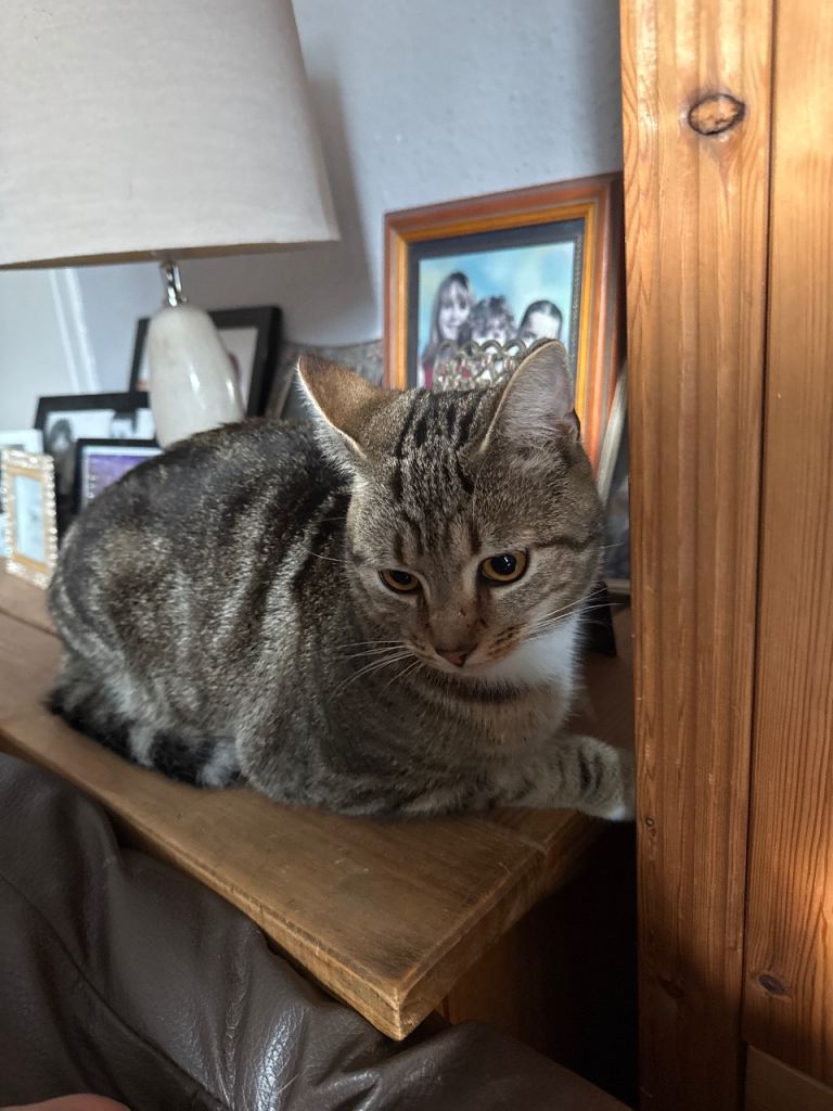 Male cat for new home 