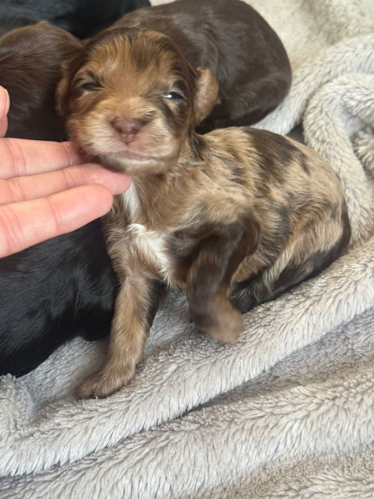 Cockapoo puppies
