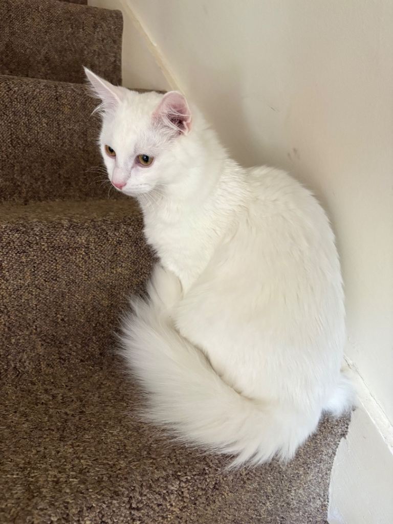 Beautiful 8 month old Turkish Angora in need of new home