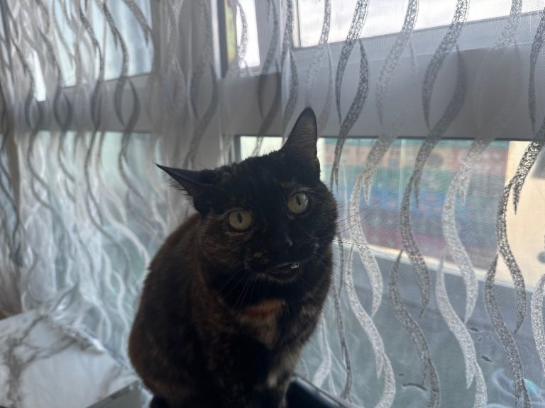 Cat ready to leave