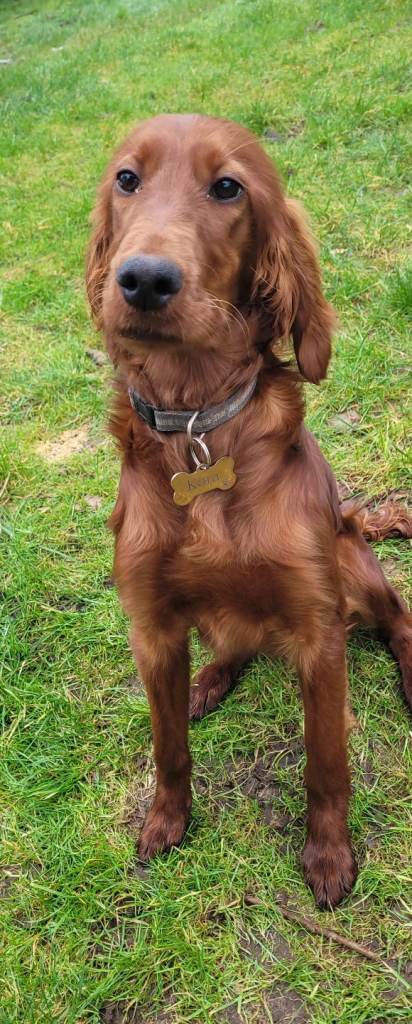 KC registered Irish Setter