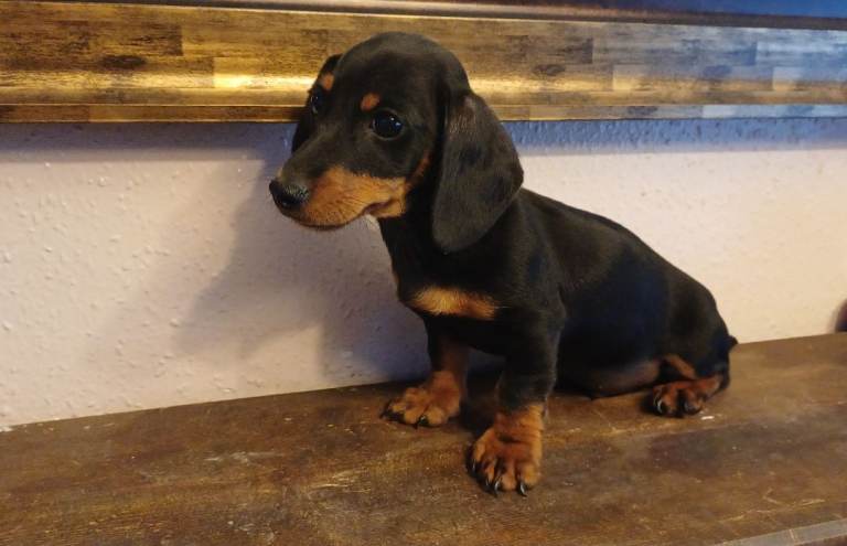pedigree miniature dachshunds