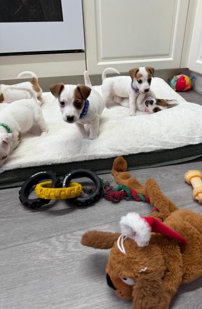 8 Week Old Jack Russel Puppies 
