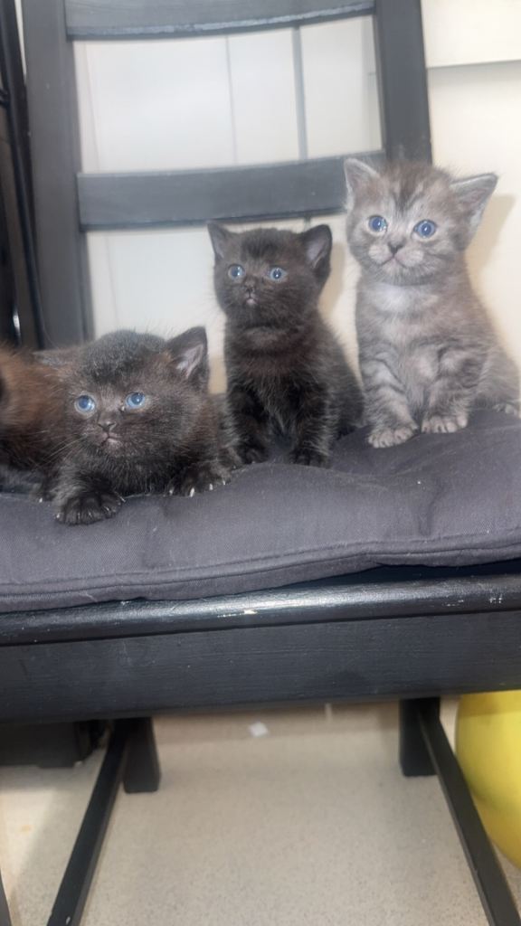 🐾 Beautiful British Shorthair x Ragdoll Kittens – Ready Soon