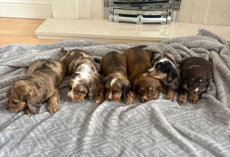 Puppies 