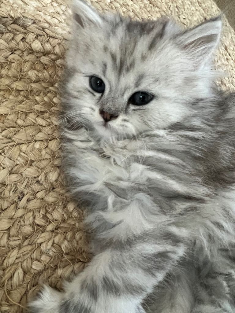 British longhair cross kittens