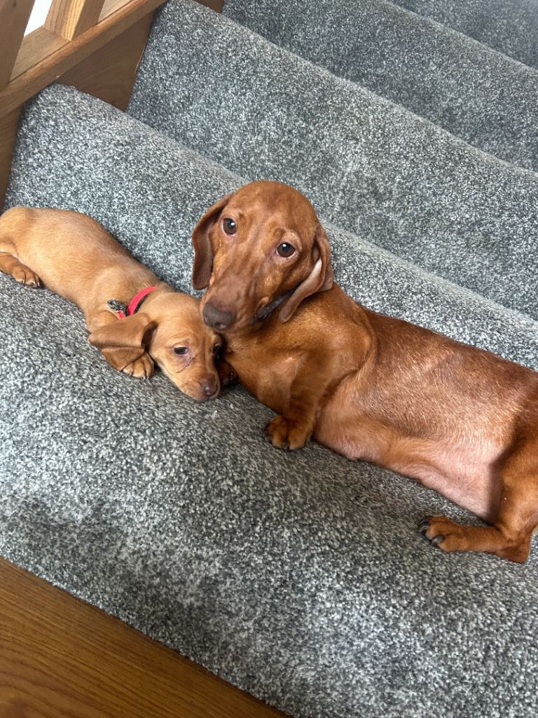 Miniature Dachshund Puppies