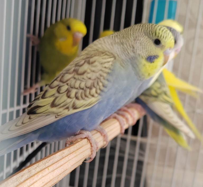 Beautiful Baby Budgies 