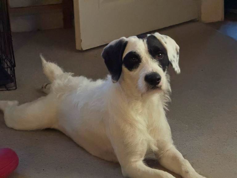 1 year old beagle x pointer 